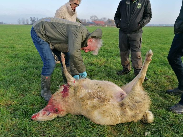 Taxateur Henk Emmerzaal bij een van de dode schapen (foto: Ista van Galen).