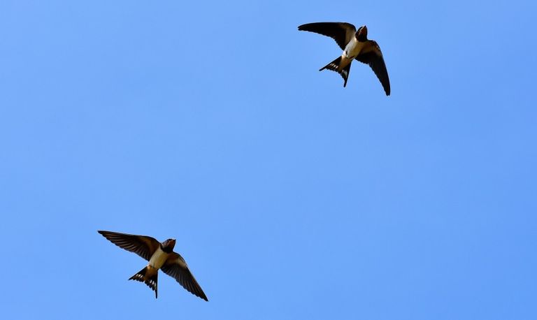 Zwaluwen hoog in de lucht (foto: Pixabay)