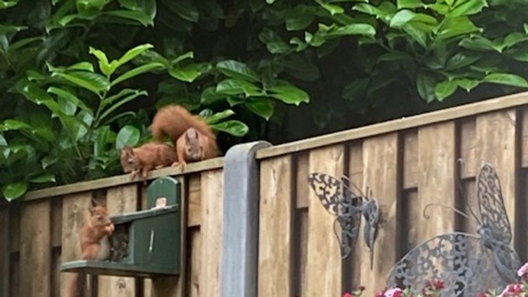 Jonge eekhoorns in de tuin (foto: Jan van de Braak).