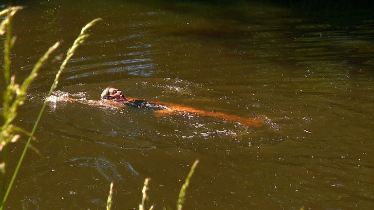 Ine Verrijdt zwemmend in de rivier de Aa.