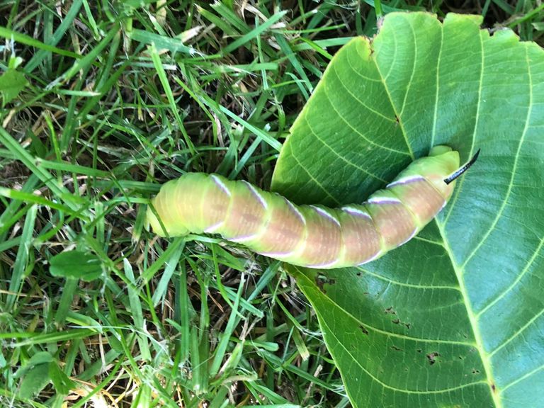 Een rups van de ligusterpijlstaart (foto: Rob S.).