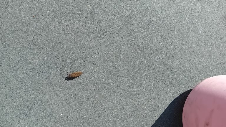 Een vlieg op de stoep (foto: Anja Damen).