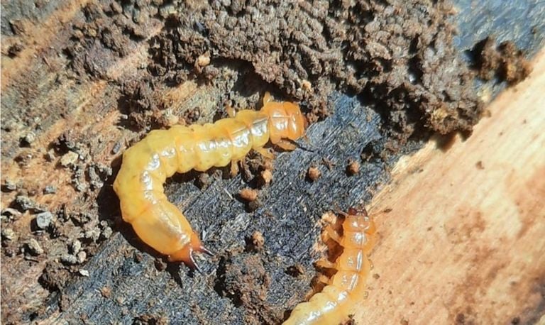 Larven van de zwartkopvuurkever zijn echte rovers, kijk maar naar de krachtige kaken, (foto: Maarten van den Hurk).