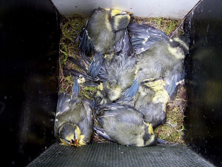 Een nest dode jonge pimpelmezen (foto:  Piet Hendriks).