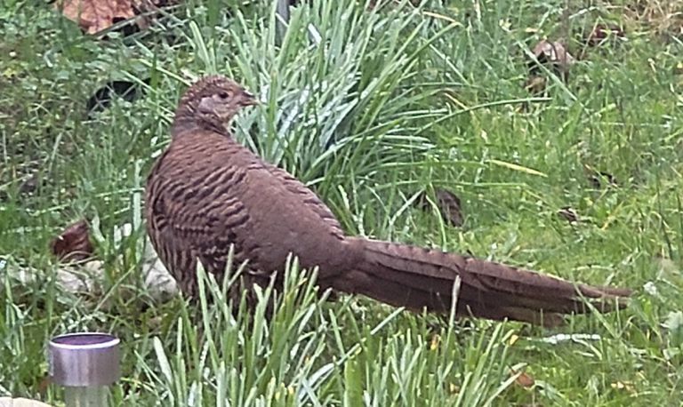 Fazant in de achtertuin