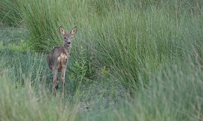 Jong reegeitje in het groen gespot (foto: Tom en Nellie van de Heuvel).