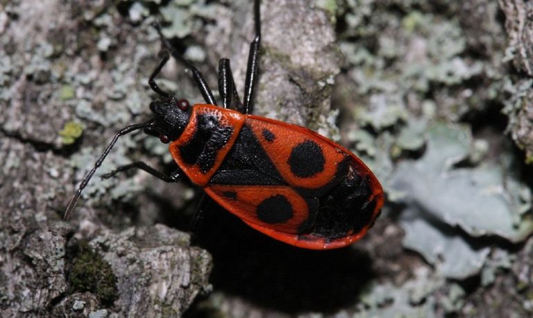 Een vuurwants (foto: Saxifraga/Rutger Barendse).