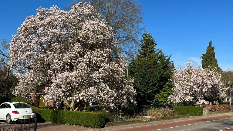 Jeroen fotografeerde deze magnolia aan de Sambeekseweg in Boxmeer.