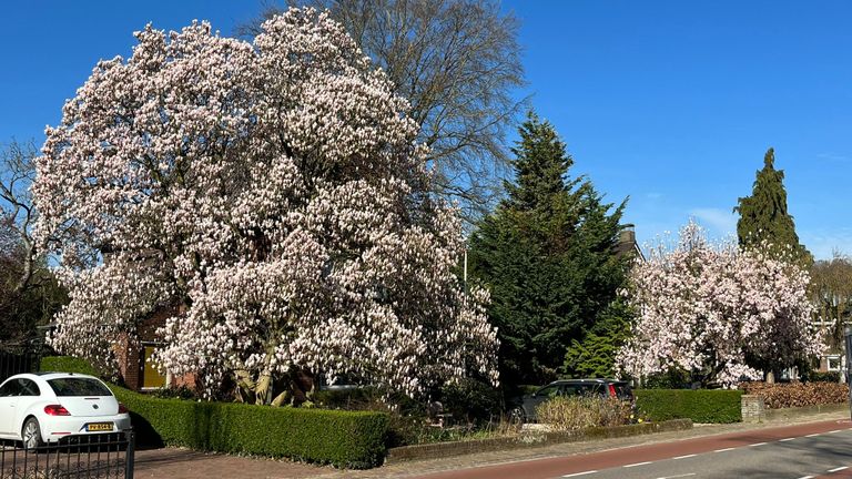 Jeroen fotografeerde deze magnolia aan de Sambeekseweg in Boxmeer.