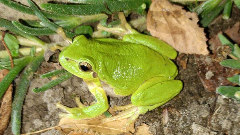 Een boomkikker (foto: Hans en Hanneke Schuurmans).