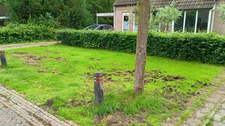 Een voorbeeld van een voortuin in Waalre waarin is gewroet (foto: Rogier).