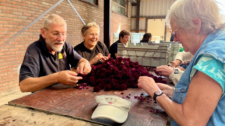 Schijvenaren maken dahlia's klaar voor bevestiging op de corsowagen (foto: Raoul Cartens).