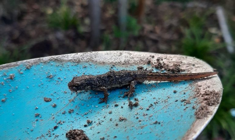 Een kleine watersalamander (foto; Yvonne Mutsaers).