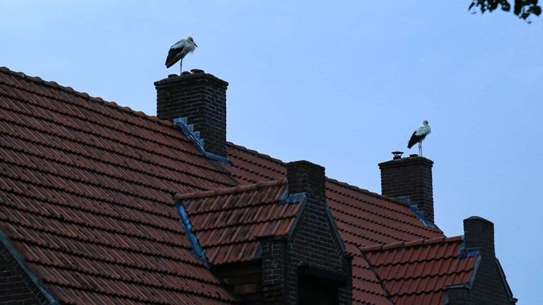 De bewoners van deze huizen kregen bezoek van twee ooievaars (foto: Harrie Grijseels/SQ Vision).