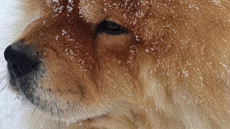 Deze hond genoot tijdens het uitlaten van de sneeuw in Sprundel (foto: Ellie-Rini Heeren).