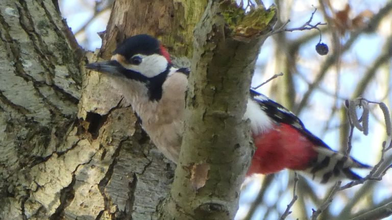 Een grote bonte specht (foto; Yvonne Rommelaars).