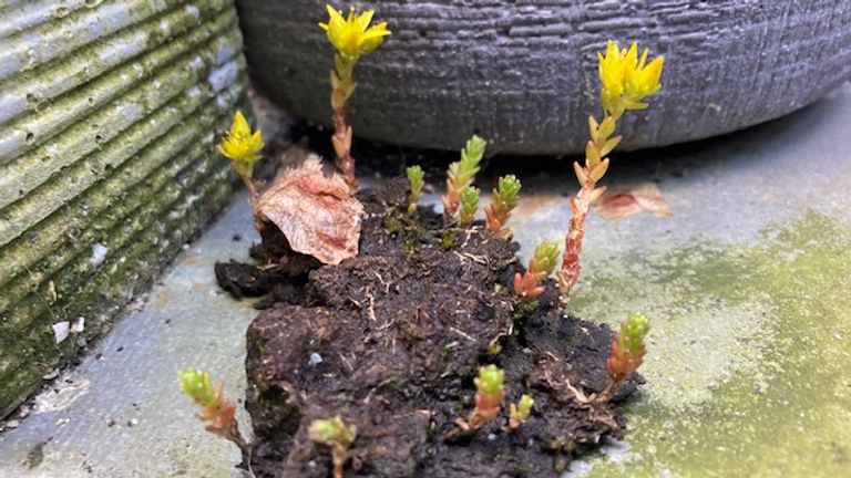 Op een klein stukje opgedroogde modder of tuinaarde komen mooie planten (foto: M.W Heijnen).