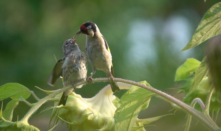 Een jonge putter of distelvink wordt gevoerd door volwassen vogel_(foto: Tom en Nellie van den Heuvel).