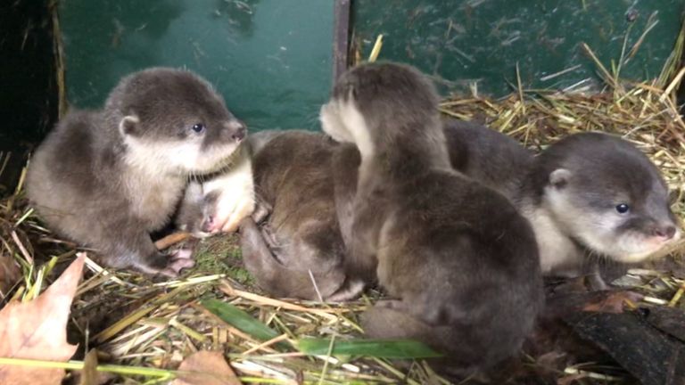 Vier Aziatische kleinklauwotters geboren (foto: ZooParc Overloon).