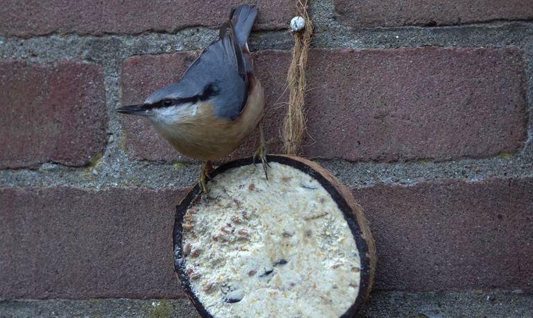 Een boomklever bij vetbol (foto: Tom en Nellie van den Heuvel).