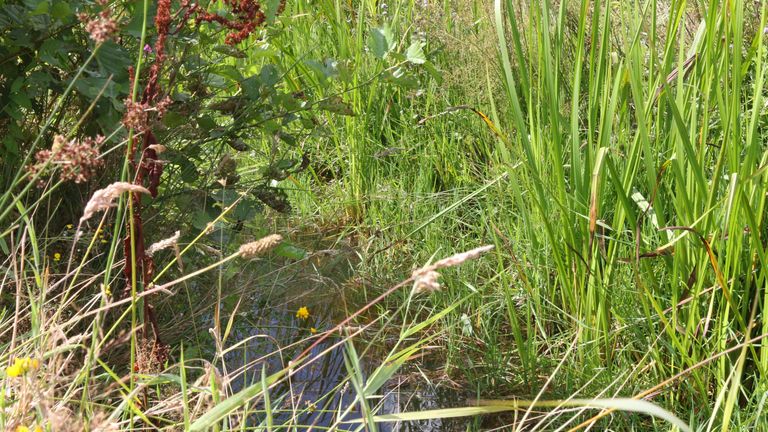 Een smalle, kronkelende beek houdt meer water vast. 