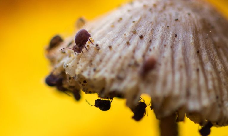 Een springstaart (foto: Henk Sieba).