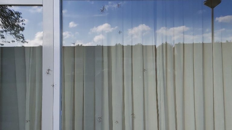 Een raam vol langpootmuggen.