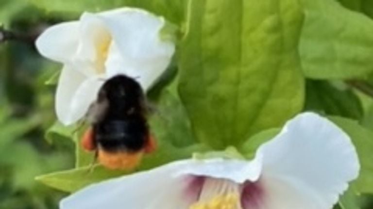 Een steenhommel met stuifmeel aan de poten (foto: Mariëlle van de Rakt).