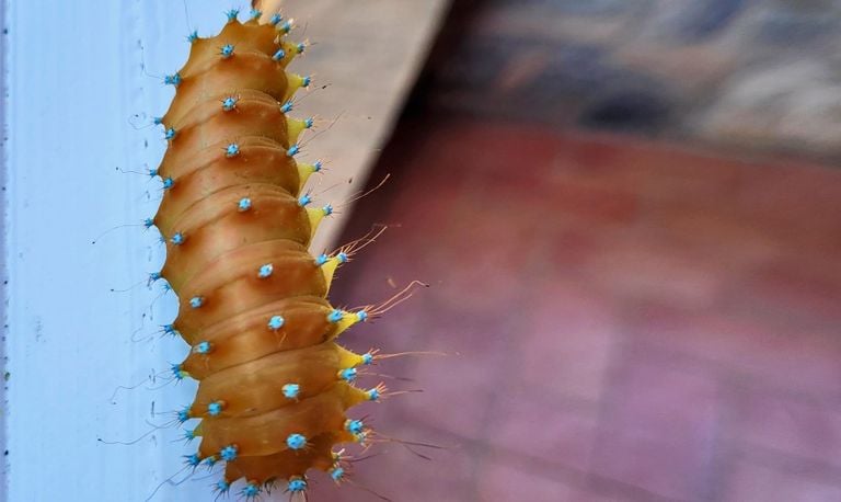 De rups van de grote nachtpauwoog (foto: Kim Vellekate-Pallandt).