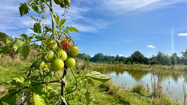 Gelukkig groeien de tomaten wel weer terug (foto: Alain Heeren).