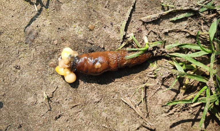 Een onthoofde bruine wegslak (foto: Herbert van Lamoen).