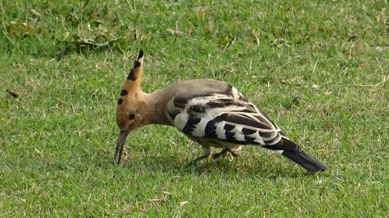 Een hop (foto: Bishnu Sarangi via Pixabay).