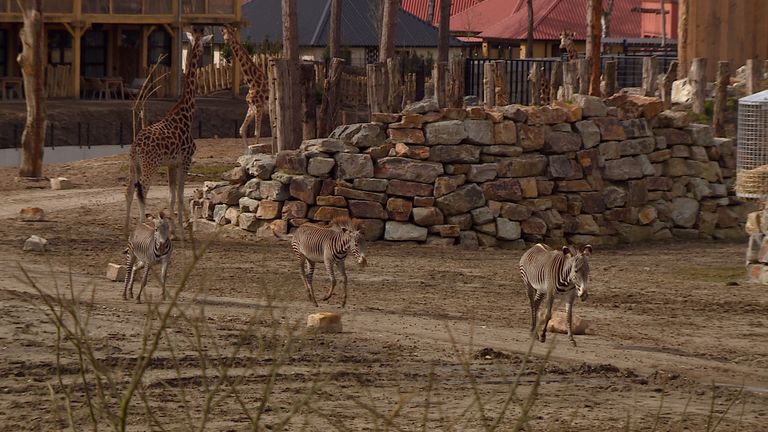 Giraffen en zebra's op de savanne van het safarihotel (foto: Omroep Brabant).