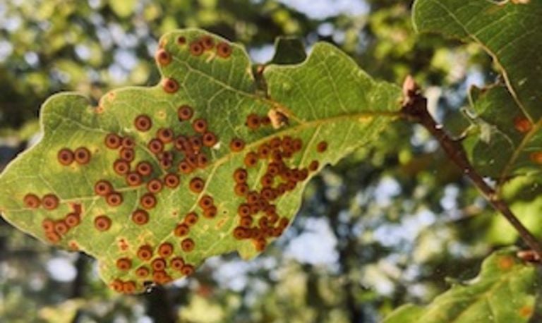 Satijnen knoopjesgallen (foto: Ria Feskens).