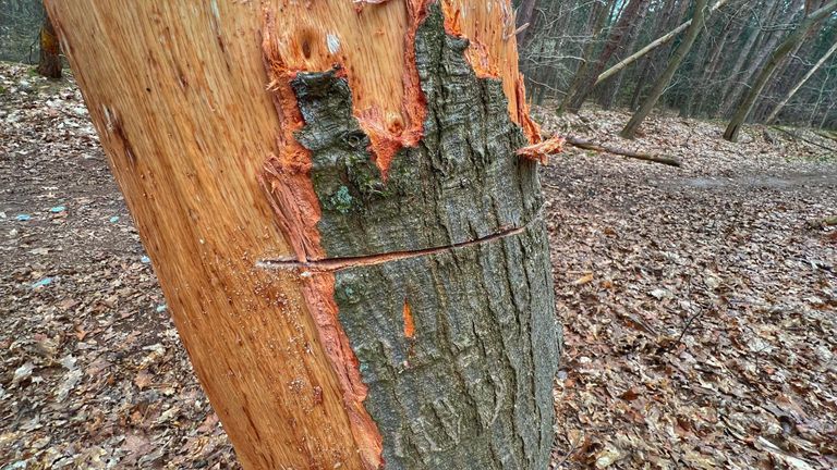 Ook deze boom moest het ontgelden (foto: Rico Vogels/SQ Vision).