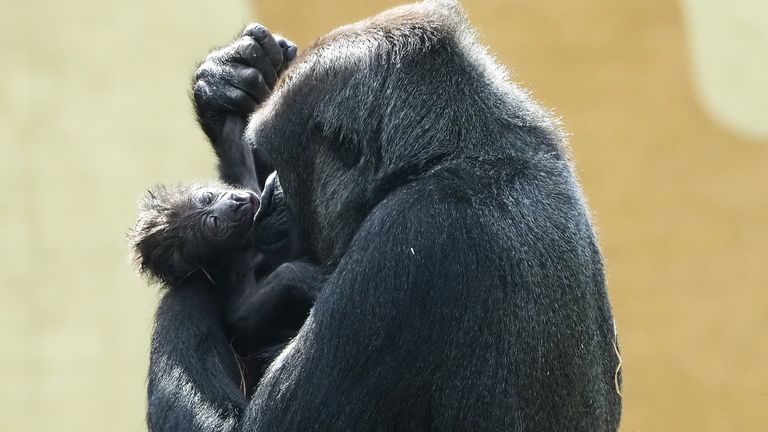 Moedergorilla met haar zojuist geboren jong (foto: Safaripark Beekse Bergen).
