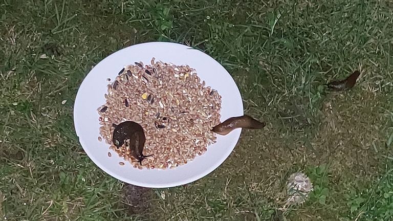 Zwarte wegslakken op zaad (foto: 'Cobra Boxer').