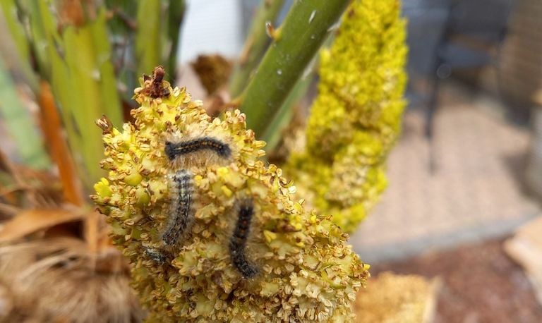 Plakkers (foto: mevrouw W. Goossen).