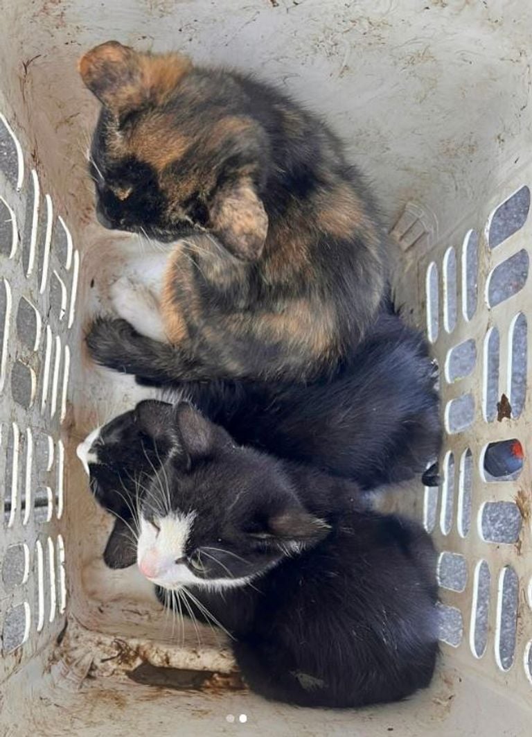 De kittens werden achtergelaten in een wasmand (foto: Instagram politie Leijdal).