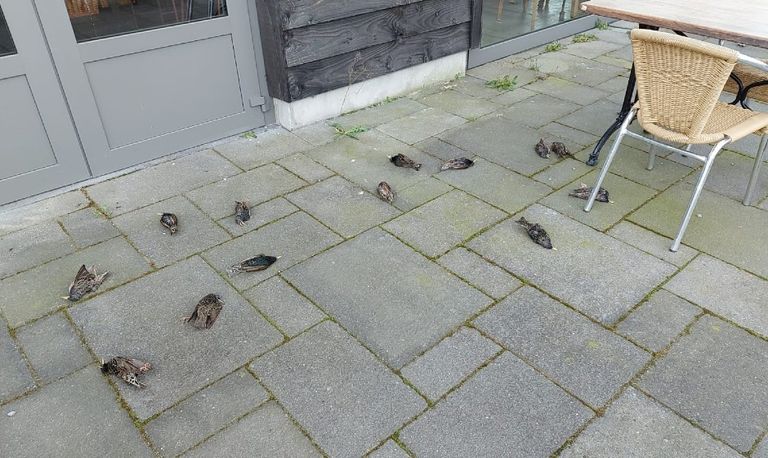 Dode spreeuwen in Someren (foto: Cor Meeuws).