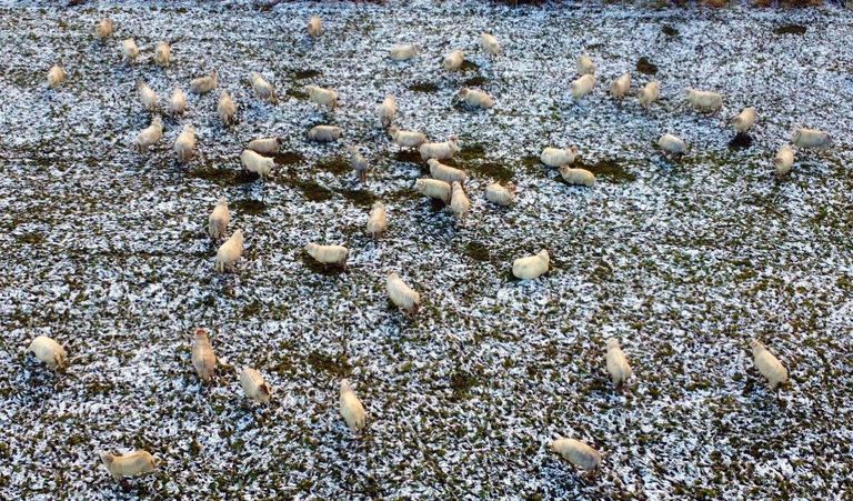 Deze schapen kwamen ineens in een winterlandschap terecht (foto: Bart Meesters).