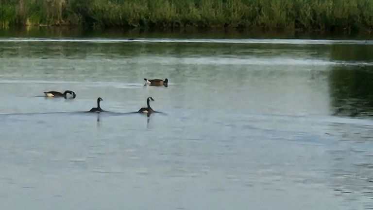 De man mishandelde de gans bij de Noorderplas in Tilburg (foto: Facebook politie basisteam Groene Beemden).