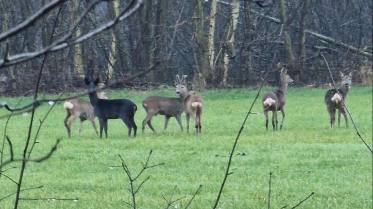 Tussen de gewone reeën een zwarte ree (foto: Marloes Janssen).