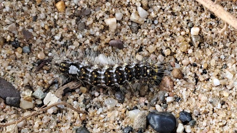 Anke zag tijdens het wandelen deze rups op haar been (foto: Anke de Swart).