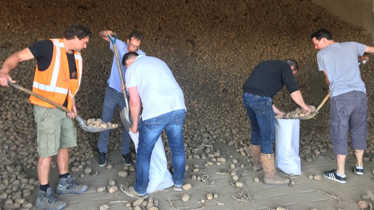 De piepers worden in zakken gedaan (foto: Ilse Schoenmakers).