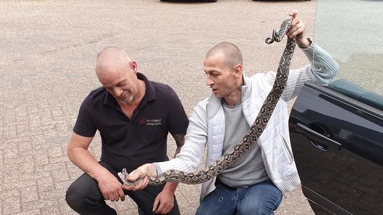 De boa constrictor bleek 1.80 meter lang te zijn (foto: Facebook autobedrijf Jongmolen).