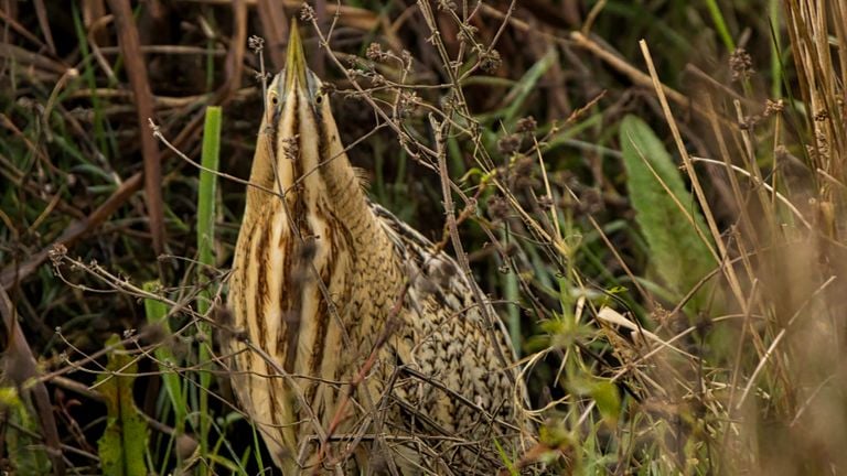 Roerdomp in de zogeheten 'paalhouding.' (Foto Hans de Zwart) 