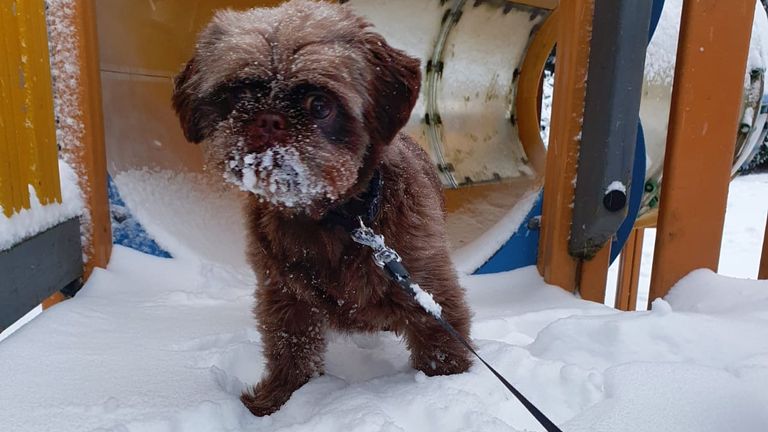 Rocky in de sneeuw (foto: Ilonka Schuengel)