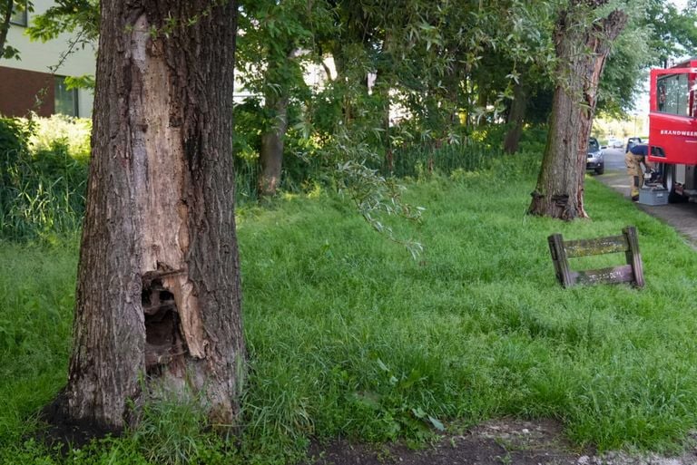 De bomen aan de Hertestraat zien er niet best uit (foto: Harrie Grijseels/SQ Vision).