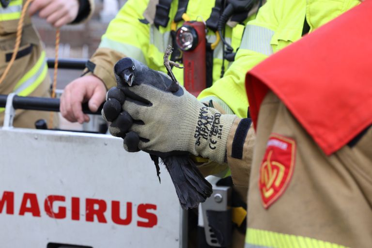 Foto: Sander van Gils/SQ Vision